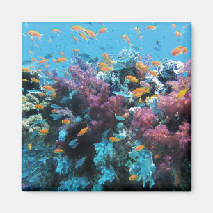 Aimant Poisson orange tropical et corail rose