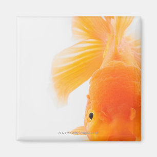 Aimant Poisson rouge à tête de lionne orange (Carassius a