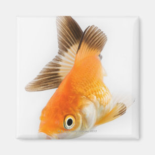 Aimant Poisson rouge (auratus de Carassius)