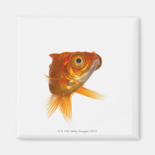 Aimant Poisson rouge avec les grands yeux 3