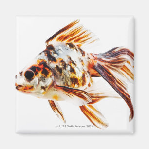 Aimant Poisson rouge de comète de rose des vents de