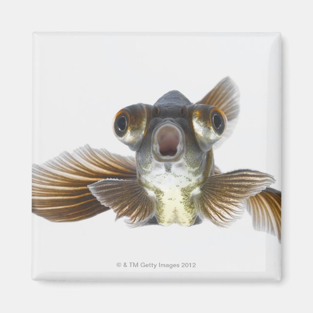 Aimant Poisson rouge noir (Carassius auratus) (Devant)