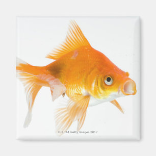 Aimant Poisson rouge sur l'arrière - plan blanc