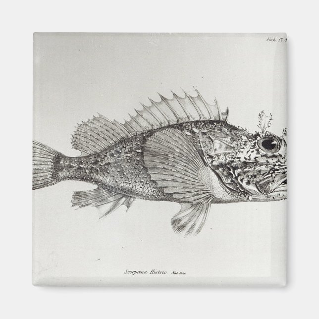 Aimant Poisson Scorpion (Devant)