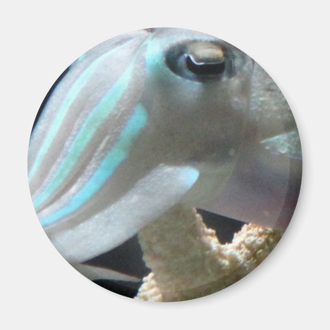 Aimant Poisson-seigle lumineux (Devant)