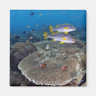 Aimant Poisson Sweetlip