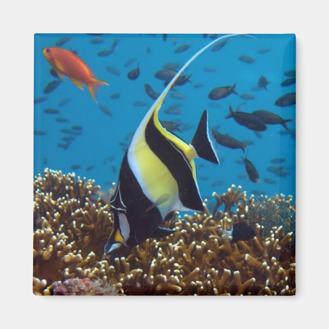 Aimant Poisson tropical (Devant)