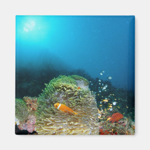 Aimant Poissons d'anémone des Maldives nageant sous l'ea