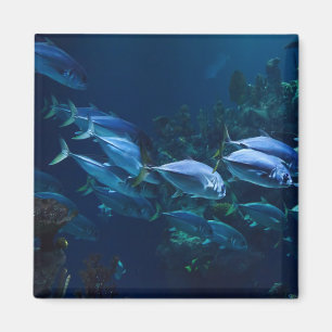 Aimant Poissons d'aquarium cool eau sombre