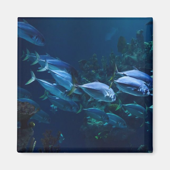 Aimant Poissons d'aquarium cool eau sombre (Devant)