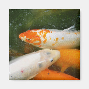 Aimant Poissons de Koi