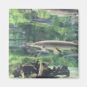 Aimant Poissons de Pike