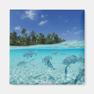 Aimant Poissons en mer