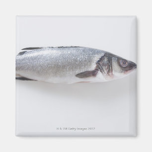 Aimant Poissons entiers de branzini