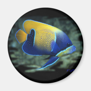 Aimant Poissons majestueux d'ange