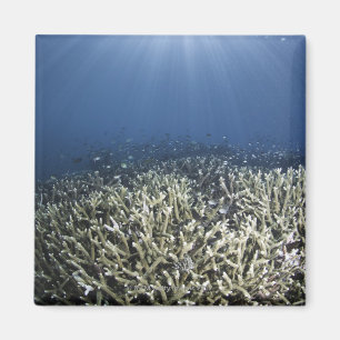 Aimant Poissons nageant au-dessus du récif mort