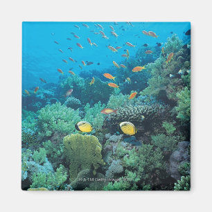 Aimant Poissons tropicaux nageant au-dessus du récif