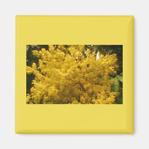 Aimant Pollen en floraison