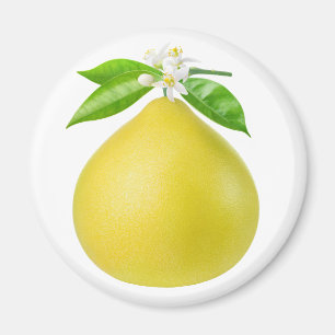 Aimant Pomelo sur une branche