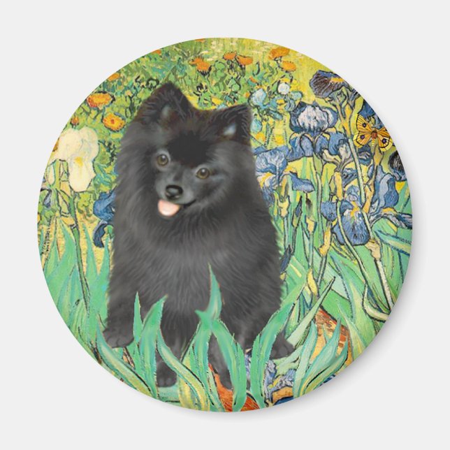 Aimant Pomeranian (noir) - Iris (Devant)