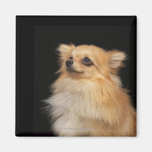 Aimant Pomeranian recherchant sur le noir