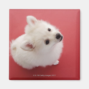 Aimant Pomeranian sur le tapis rouge