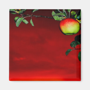 Aimant Pomme de paradis