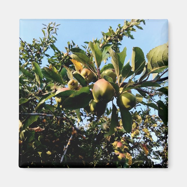 Aimant Pommes (Devant)