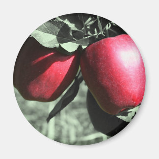 Aimant Pommes rouges sur l'aimant noir et blanc