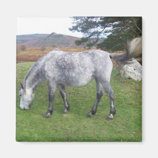 Aimant poney de Dartmoor