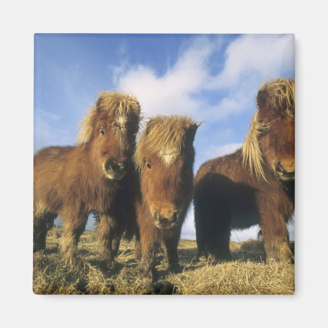 Aimant Poney Shetland, Shetland continentale, (Devant)