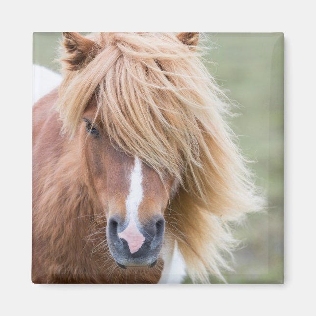 Aimant Poney Shetland sur l'île d'Unst (Devant)