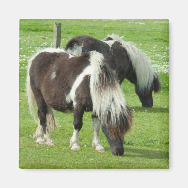 Aimant Poneys de peinture Shetland pur-sang (Devant)