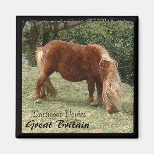 Aimant Ponies Dartmoor Sauvages - 2, Angleterre (Magnet)