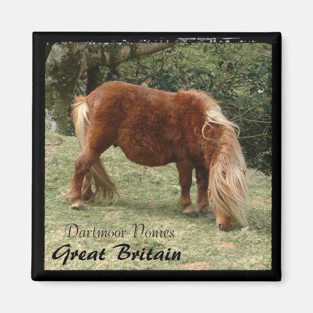 Aimant Ponies Dartmoor Sauvages - 2, Angleterre (Magnet) (Devant)