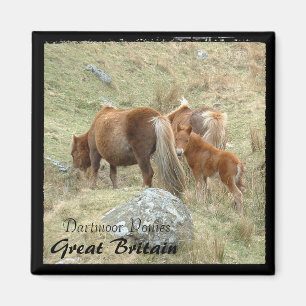 Aimant Ponies Dartmoor Sauvages - 3, Angleterre (Magnet)