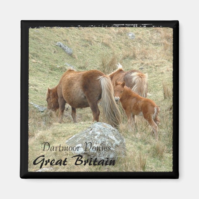 Aimant Ponies Dartmoor Sauvages - 3, Angleterre (Magnet) (Devant)