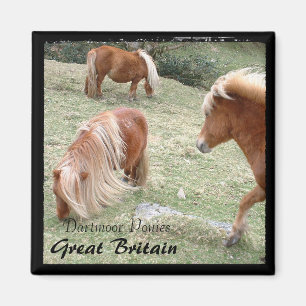 Aimant Ponies Dartmoor Sauvages - 4, Angleterre (Magnet)