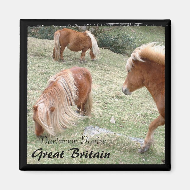 Aimant Ponies Dartmoor Sauvages - 4, Angleterre (Magnet) (Devant)