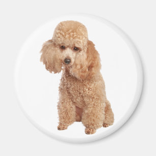 Aimant Poodle