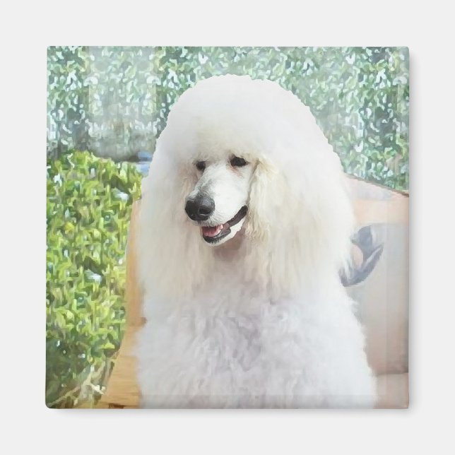 Aimant Poodle Standard Blanc (Devant)