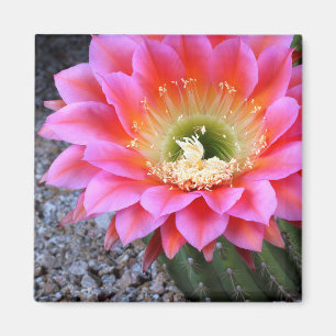 Aimant Pop de cactus rose