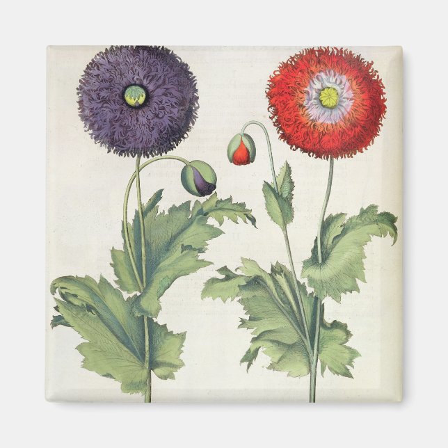 Aimant Poppies: 1.Papaver flore multiplici incarotan; 2.P (Devant)