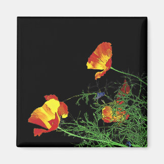 Aimant poppies de Californie dramatique sur noir