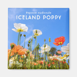 Aimant Poppy d'Islande