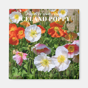 Aimant Poppy d'Islande