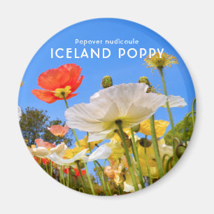Aimant Poppy d'Islande