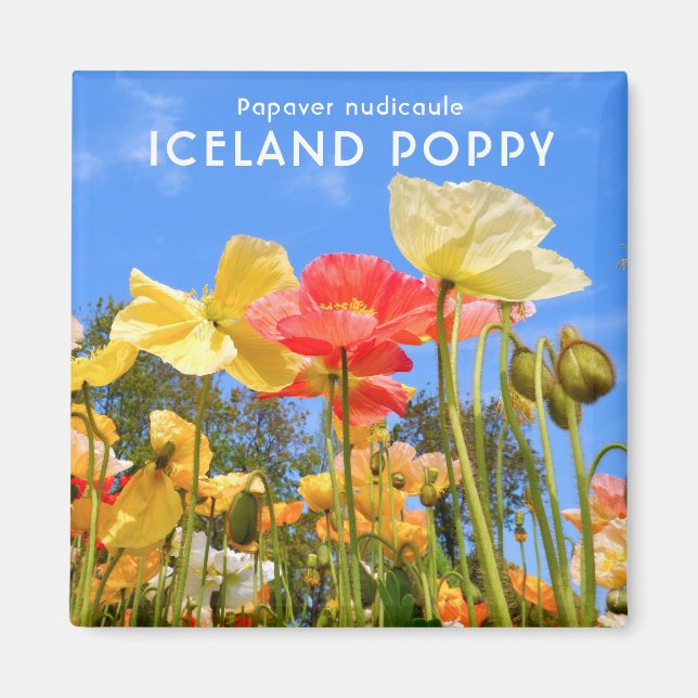 Aimant Poppy d'Islande (Devant)