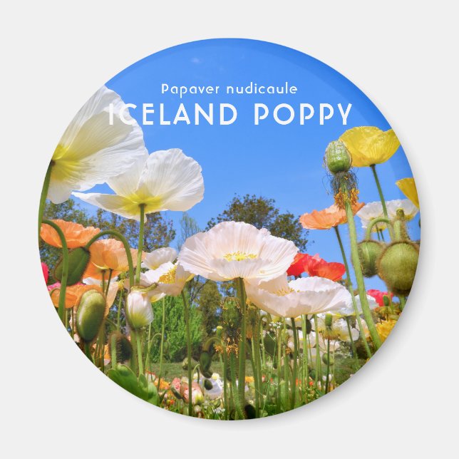Aimant Poppy d'Islande (Devant)