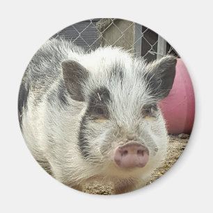 Aimant porc de ventre de pot